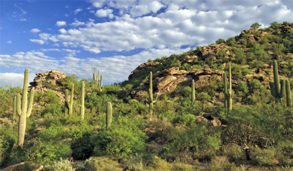 Dove Mountain