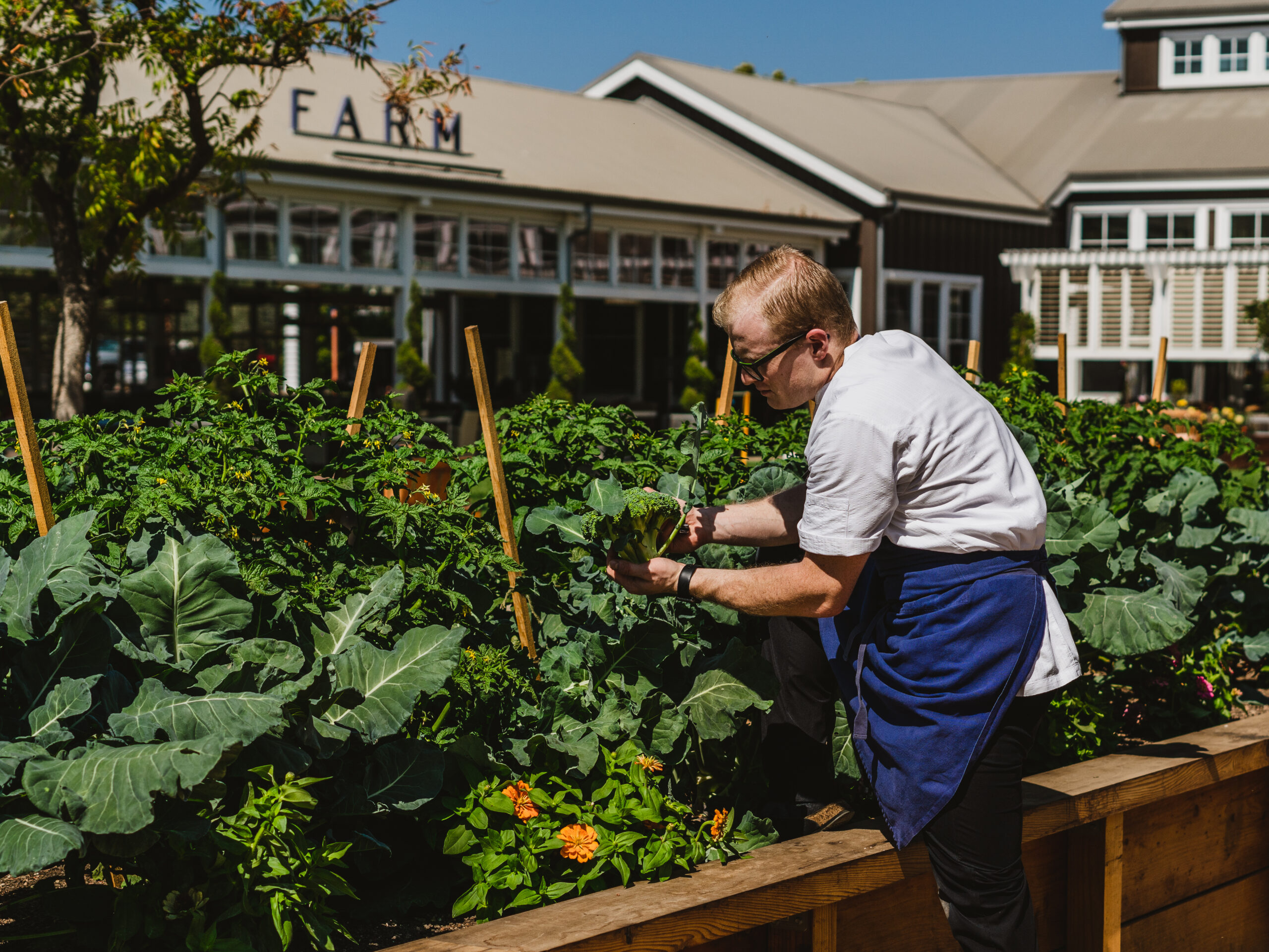 A man in an apron is tending to plants.