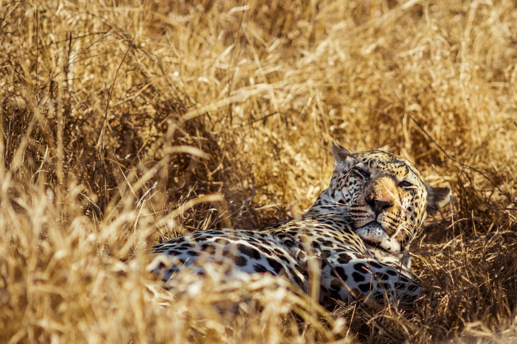 A leopard laying in the grass looking at something.