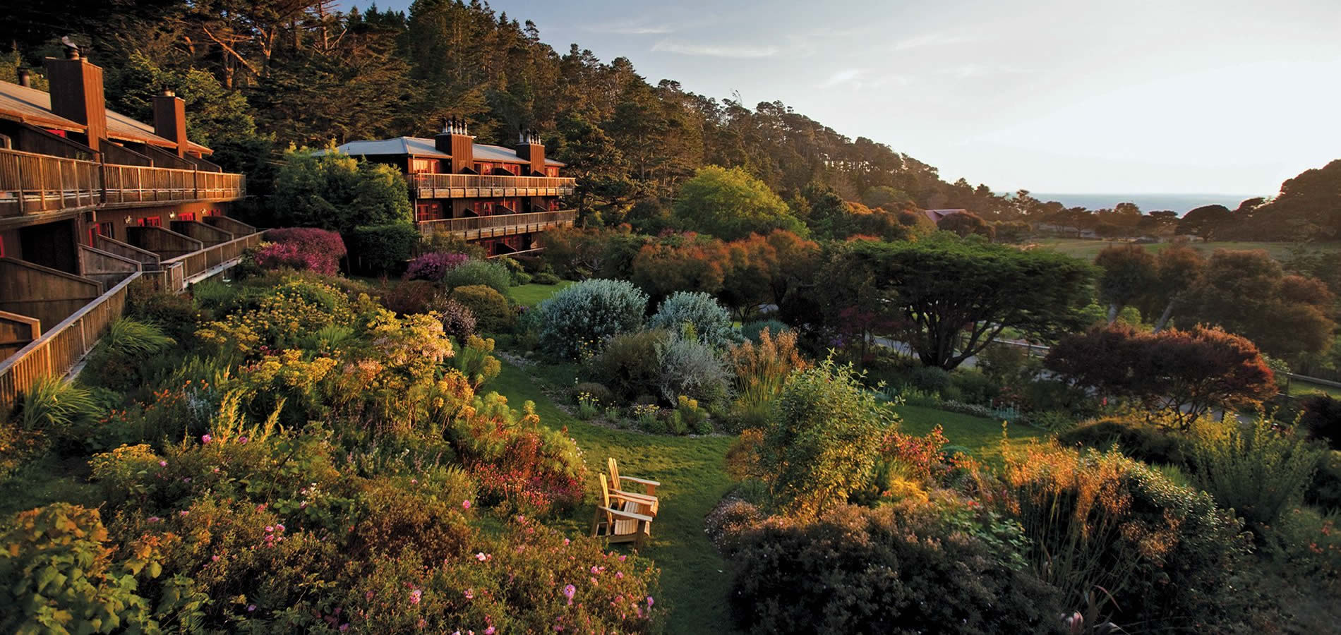 A garden with many flowers and trees in the background