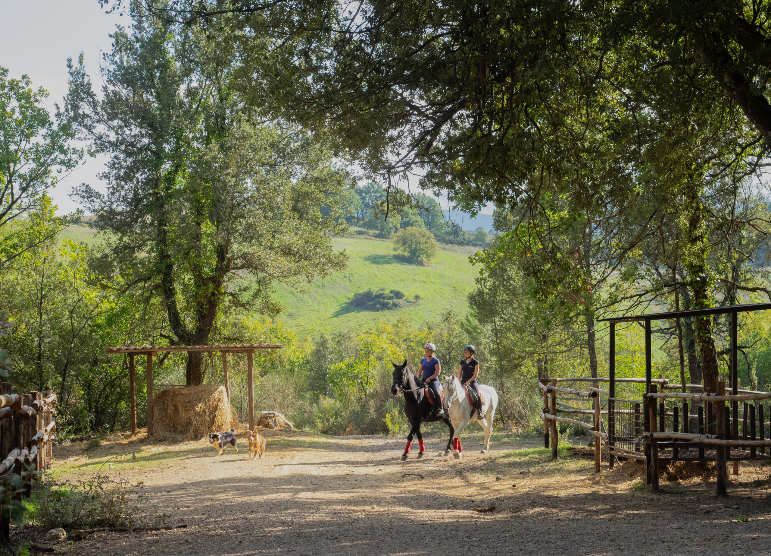 Two people riding horses on a dirt road.