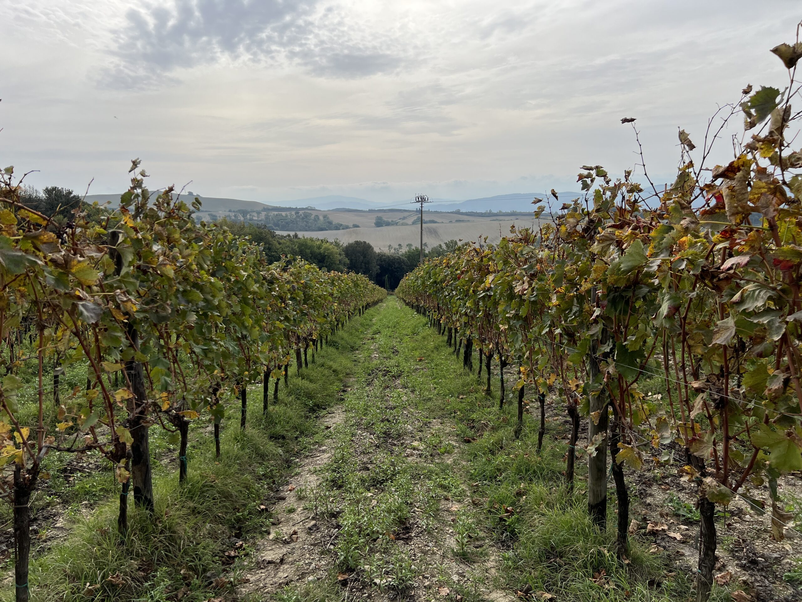 A vineyard with many vines in the middle of it