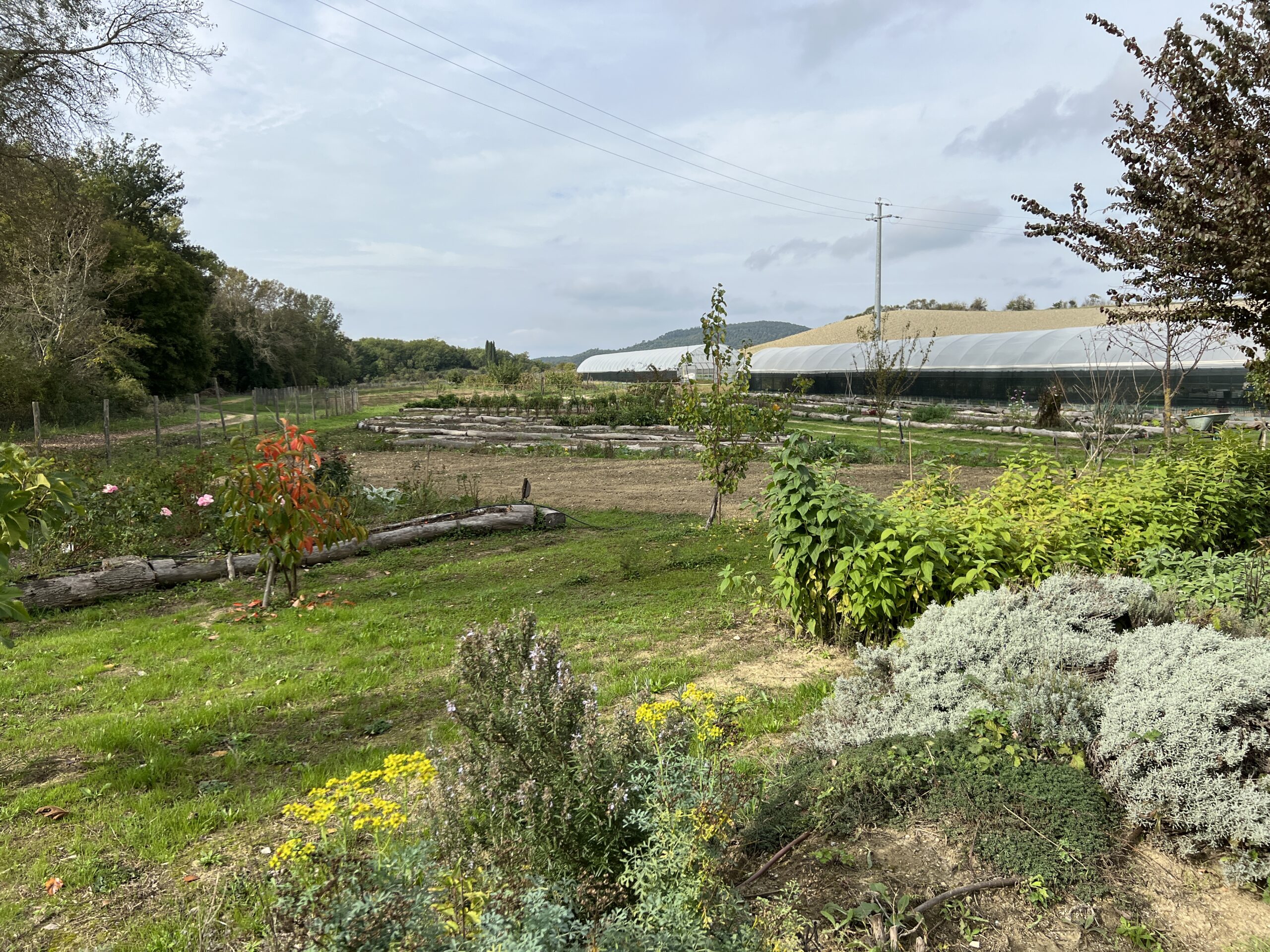 A field with many plants and trees in it