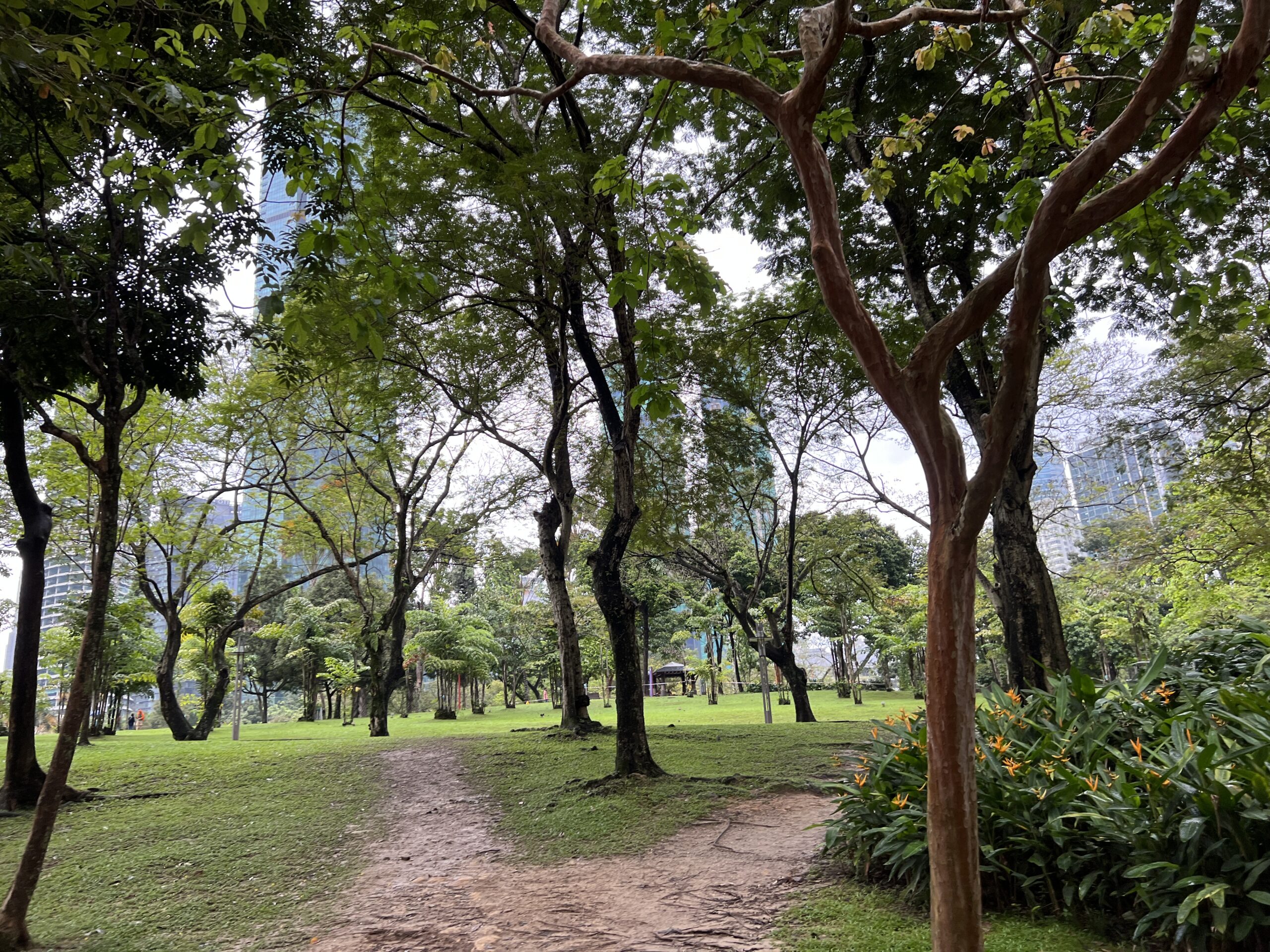 A dirt road in the middle of a park