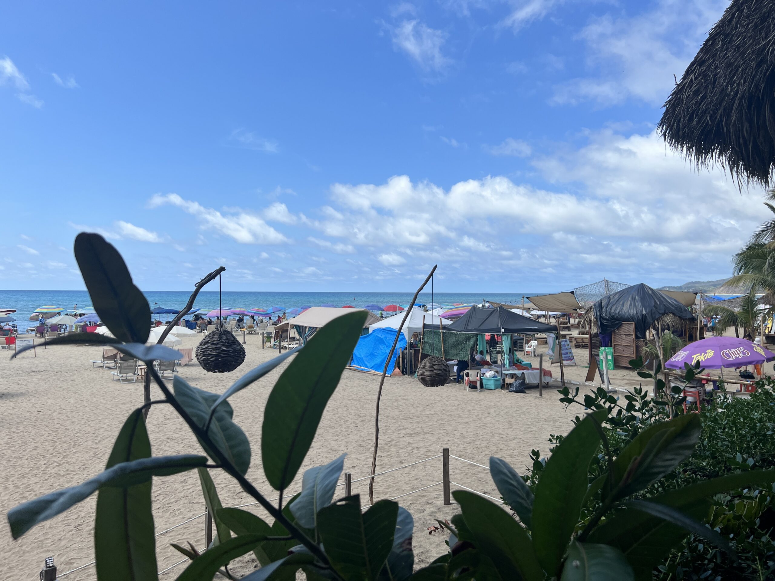 A beach with many umbrellas and some trees