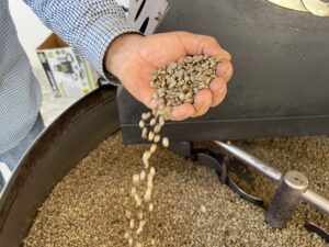 A person holding coffee beans in their hand.