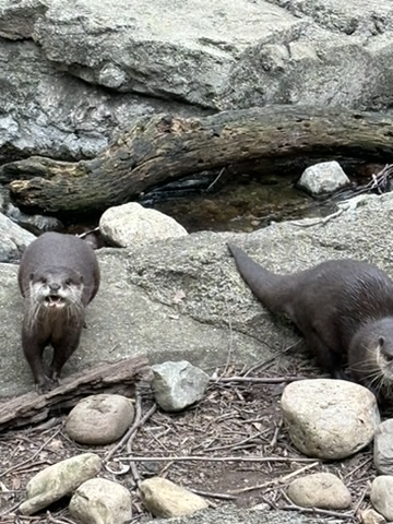 Two otters are standing on the rocks near a stream.