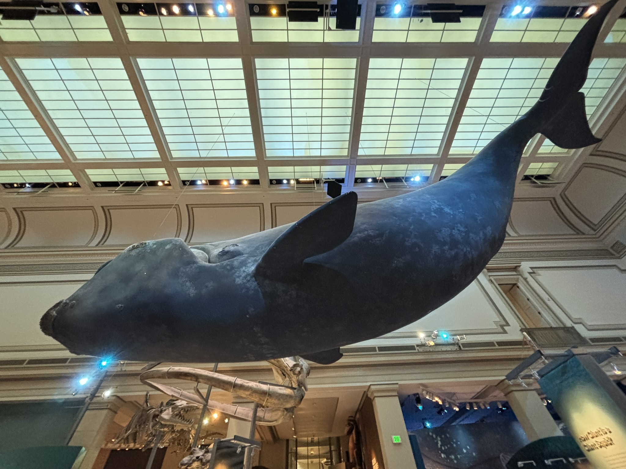 A whale is hanging from the ceiling of an indoor building.